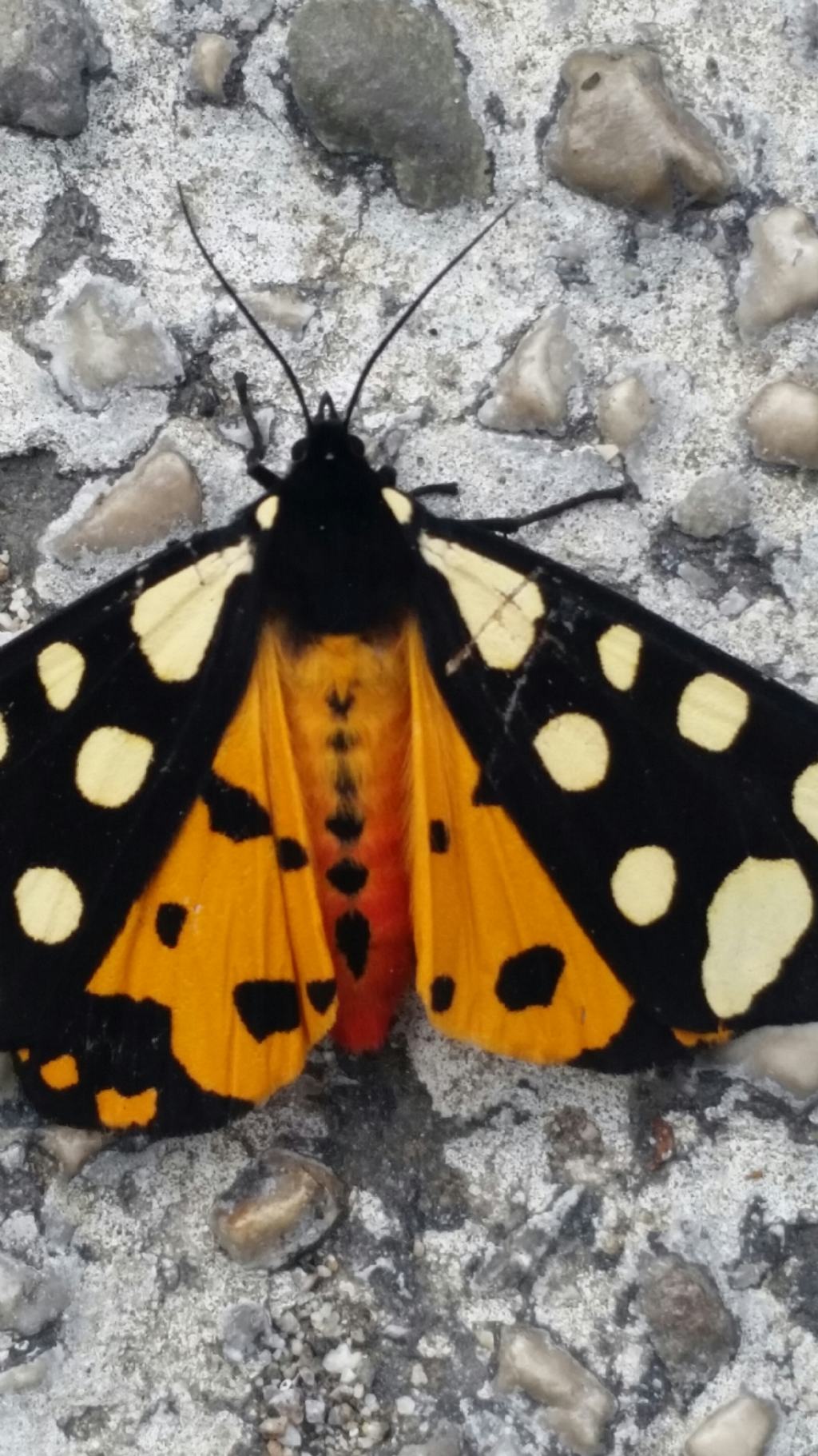 Che farfalla ?  Arctia villica (Erebidae Arctiinae)